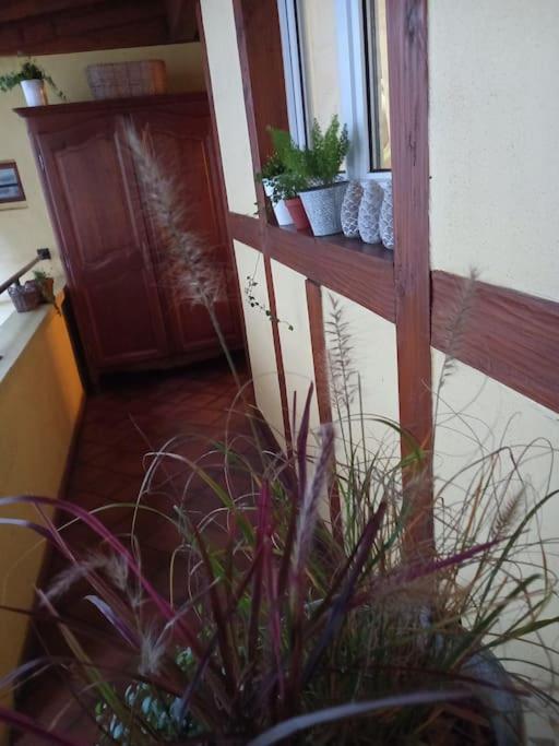 S'Gleina Gleck, In The Heart Of A Wine City, Charmant Studio 1 Piece Et 1 Salle De Bain Kaysersberg-Vignoble Exterior photo